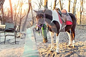 Sadddled alone horse tied to wooden fence in city park or forest waiting for riding on bright sunset autumn day