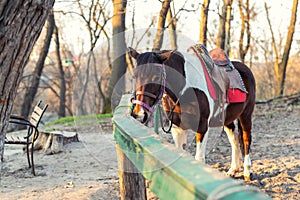 Sadddled alone horse tied to wooden fence in city park or forest waiting for riding on bright sunset autumn day