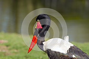 Saddelbilled stork