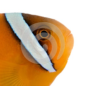 Saddle anemonefish - Amphiprion ephippium