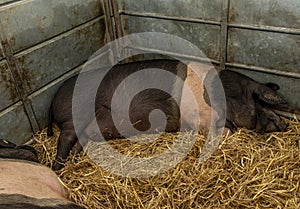 Saddle back pig asleep on some straw