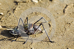 Saddle-backed bushcricked, Namibia, Africa