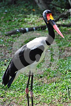 Saddle-billed Stork