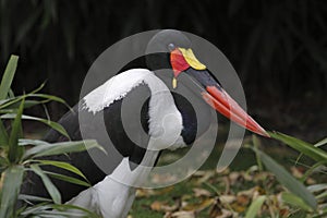 Saddle-billed Stork