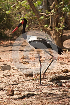 Saddle-billed Stork