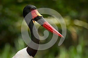 Saddle-billed Stork