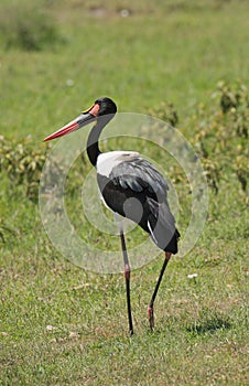 Saddle-billed stork