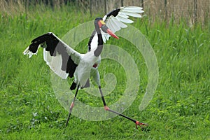 Saddle-billed stork