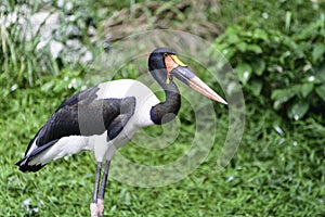 Saddle-billed Stork