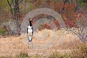 Saddle billed stork