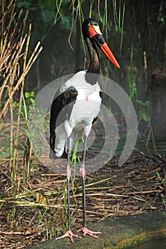 Saddle billed stork