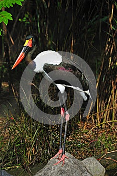 Saddle billed stork