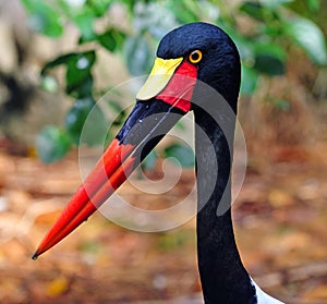 Saddle billed stork photo