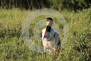 Saddle-billed stork in the african savannah.