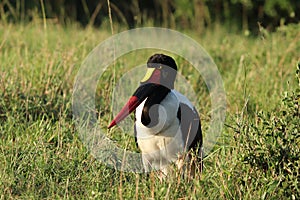 Saddle-billed stork in the african savannah.