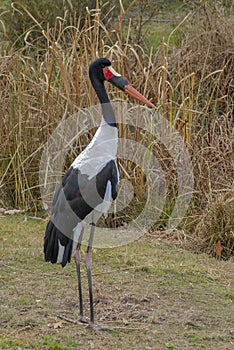 Saddle-billed stork also called the Saddlebill.