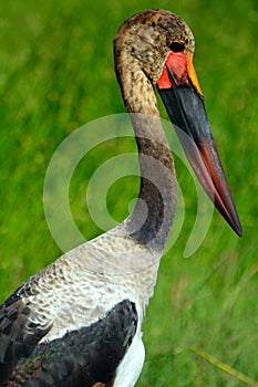 Saddle-billed stork, Amboseli National Park, Kenya