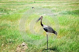 Saddle- billed Stork bird in Kenya, Africa