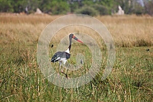 Saddle-billed Stork in Botswana, South Africa photo