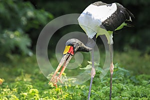 Saddle-billed stork Ephippiorhynchus senegalensis eating a small unhatched chick