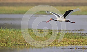 Saddle-billed Stork (Ephippiorhynchus senegalensis