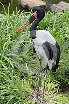 Saddle-billed stork closeup photo