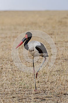 Saddle-billed Stork or Ephippiorhynchus senegalensis, Masaimara