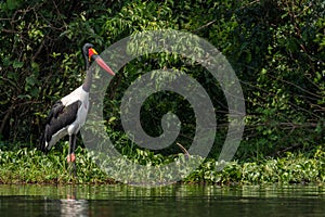 Saddle-billed Stork - Ephippiorhynchus senegalensis