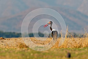 Saddle-billed Stork - Ephippiorhynchus senegalensis  or saddlebill is a wading bird in the stork family, Ciconiidae. Black and