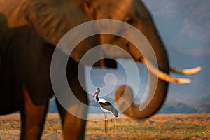 Saddle-billed Stork - Ephippiorhynchus senegalensis  or saddlebill is a wading bird in the stork family, Ciconiidae. Black and