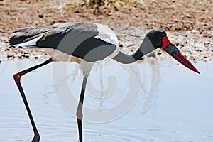 Saddle-billed Stork, closeup in Africa photo