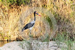A Saddle-billed Stork, Ephippiorhynchus senegalensis, standing on a rock in South Africa