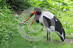 Saddle-billed Stork photo