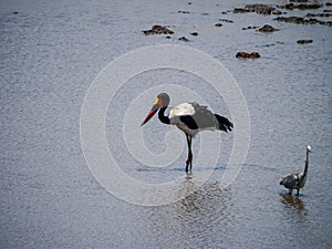 Saddle-billed stork Ephippiorhynchus senegalensis wading through the water to find food, a grey heron watches