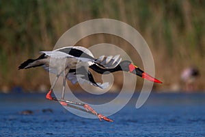 Saddle-billed Stork in flight. photo
