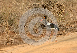 Saddle-Billed stork in Kruger National Park
