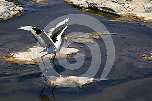 Saddle-billed stork in Kruger National park