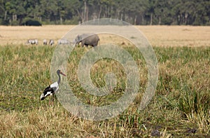 Saddle-billed stork in Masai Mara grassland