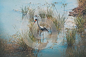 Saddle billed Stork in Mikumi National Park, Tanzania