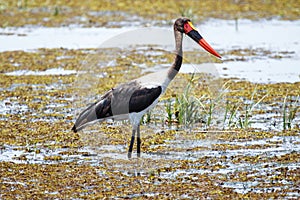 Saddle Billed Stork at Okavango Delta - Moremi N.P.