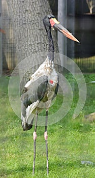 Saddle-Billed Stork photo