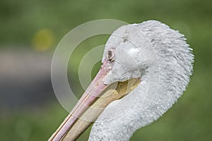 Saddle billed stork,plumage,feathers,bill,wildlife,nature,