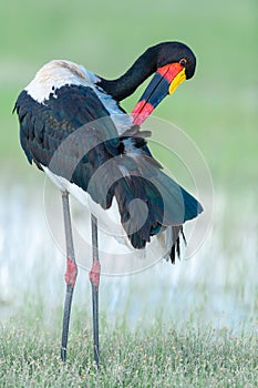 Saddle-billed stork preening at Amboseli National Park, Kenya