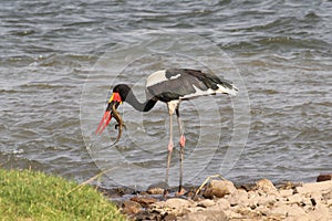 South Luanga National Park: Saddle-billed Stork with reptil in h