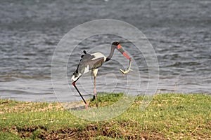 Saddle-billed Stork with reptil in his bill. Ephippiorhynchus senegalensis photo