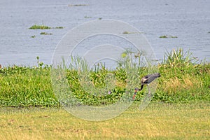 Saddle-billed stork or saddlebill along the swamp of the Nile Delta, Victoria Nile, Murchison Falls National Park, Uganda.