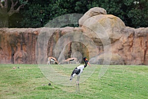 The Saddle-billed Stork or Saddlebill,Ephippiorhynchus senegalensis, a large Wading Bird in the Stork Family