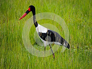 Saddle-billed stork, or saddlebill Ephippiorhynchus senegalensis, Murchison Falls National Park,Uganda