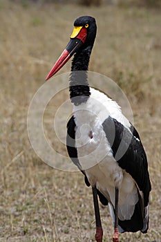 Saddle-billed stork, savanna of Masai Mara, Kenya