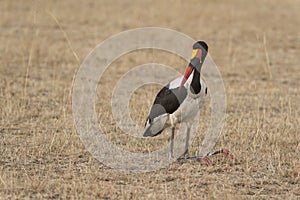 Saddle Billed Stork seen standing in a dry grassland at Masai Mara in Kenya